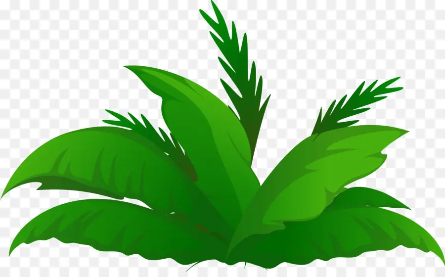 Arecaceae，Palmier Dattier PNG