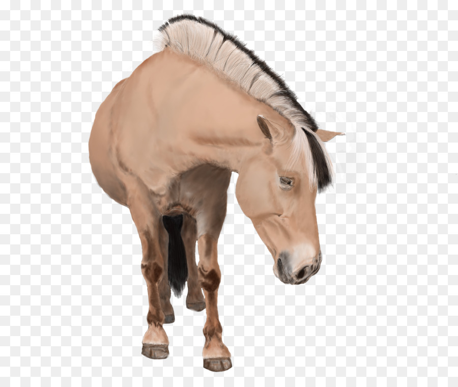 Cheval，Crinière PNG