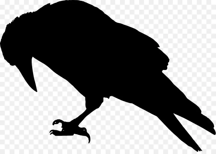 Silhouette De Corbeau，Noir PNG