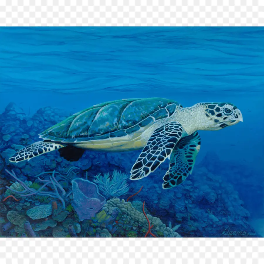 Tortue De Mer，Océan PNG