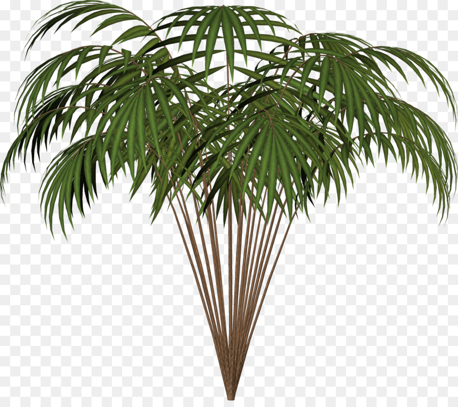 Arecaceae Asiatique De Rônier Palmier Dattier PNG Arecaceae Asiatique De Rônier Palmier