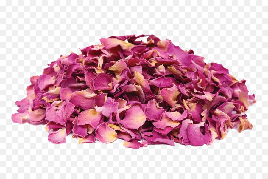 Pétales De Roses，Fleur PNG