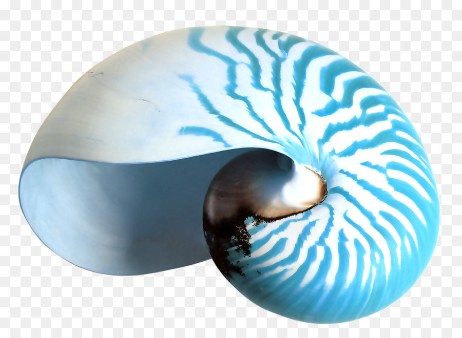 Coquille De Nautilus，Bleu PNG