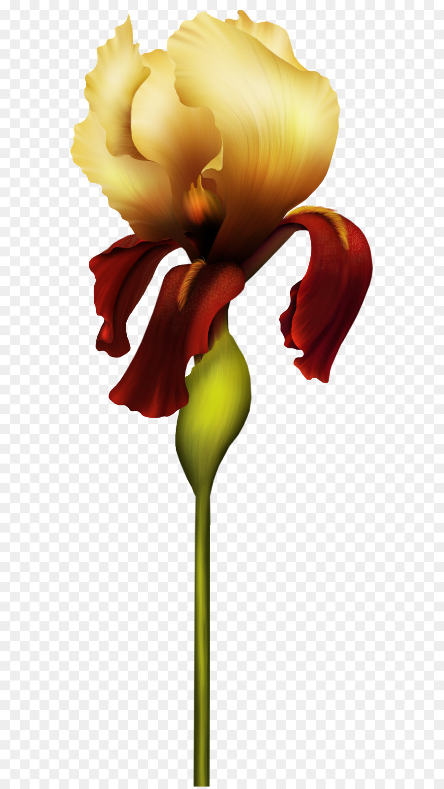 Fleur，Iris PNG