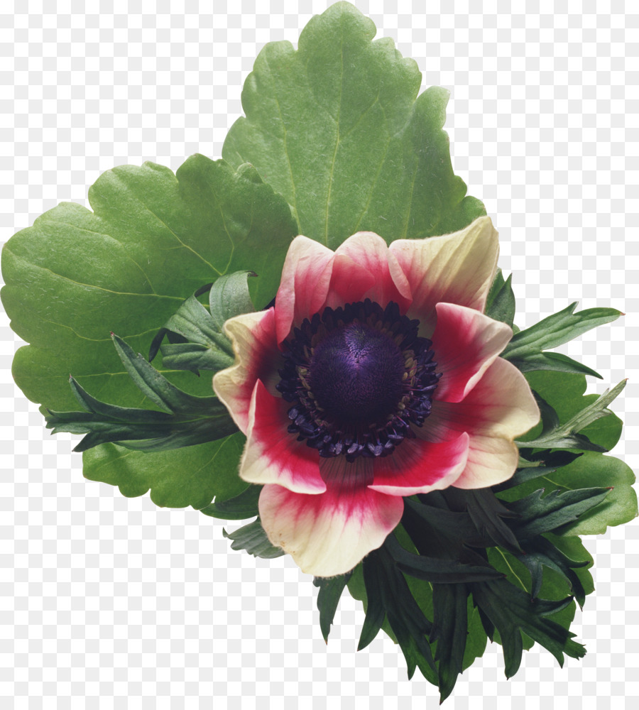 Igloo，Fleur PNG