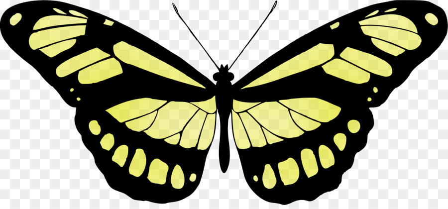 Papillon，Papilio Ulysse PNG