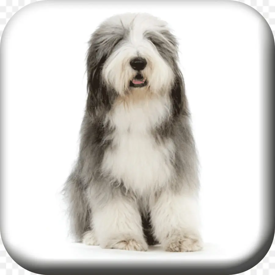 Chien Moelleux，Animal De Compagnie PNG