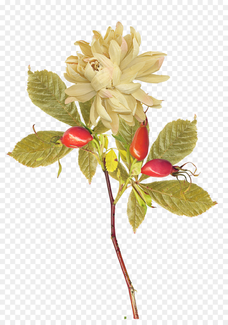 Fleur，Fleurir PNG