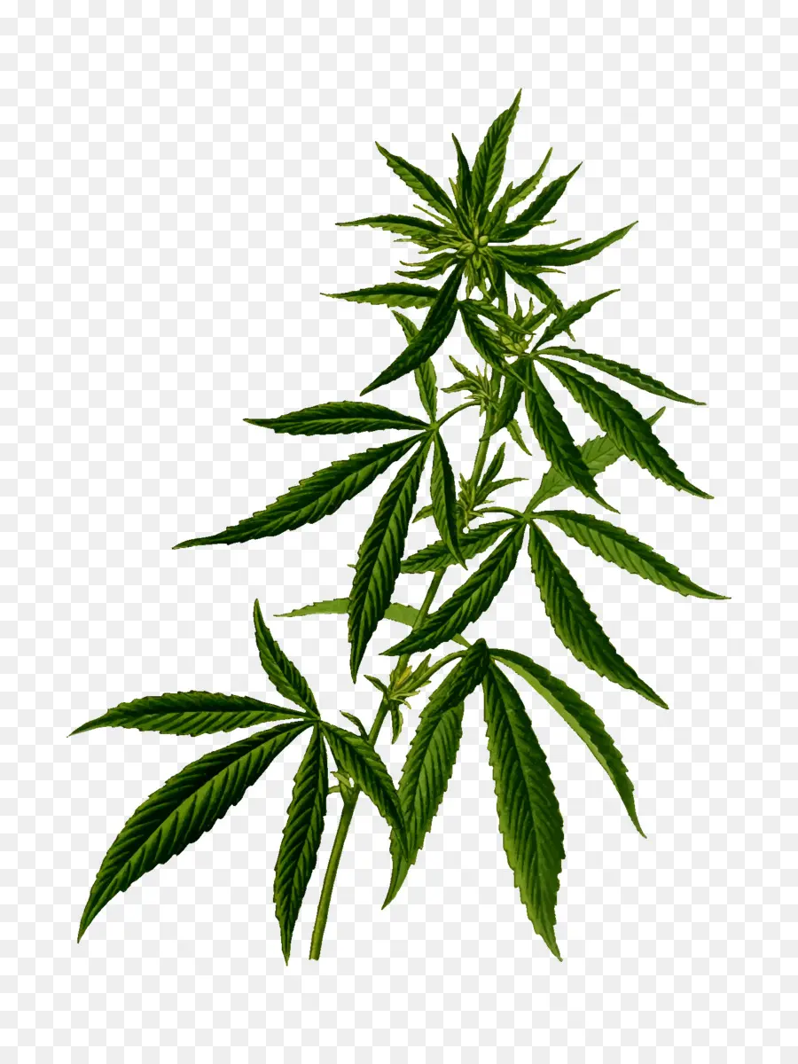 Plante De Cannabis，Feuilles PNG