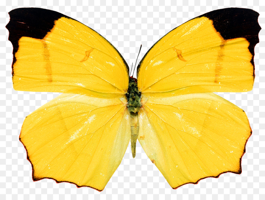 Papillon，Les Insectes PNG