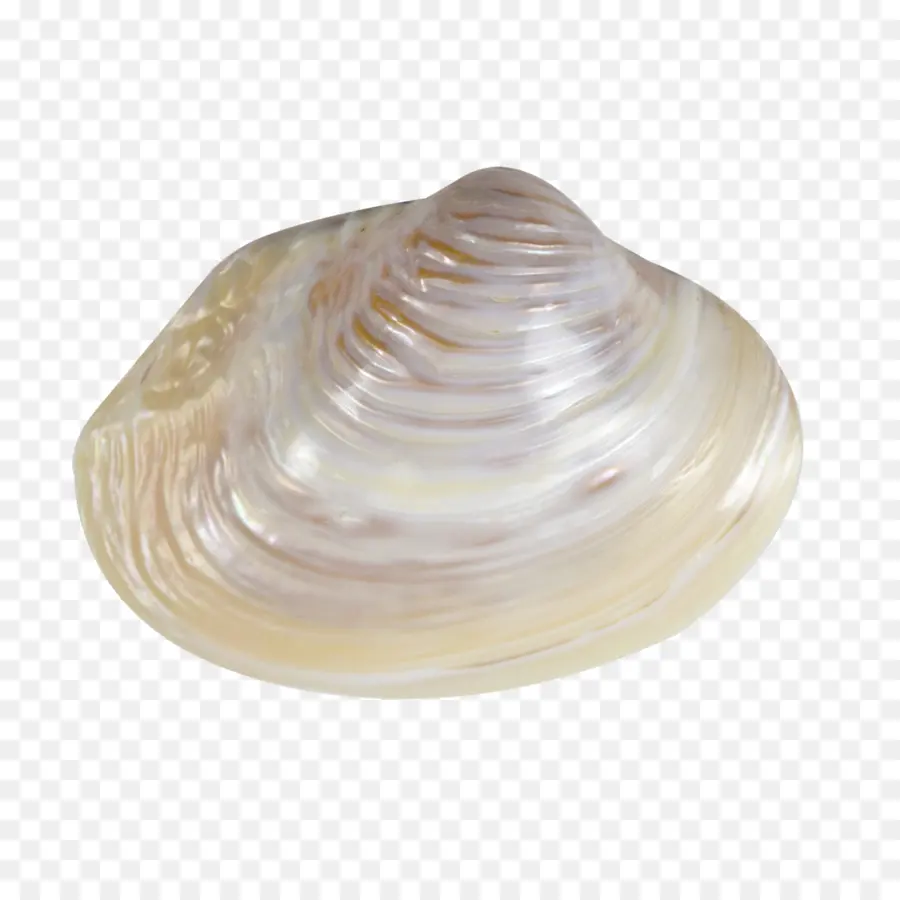 Palourde，Coquille PNG