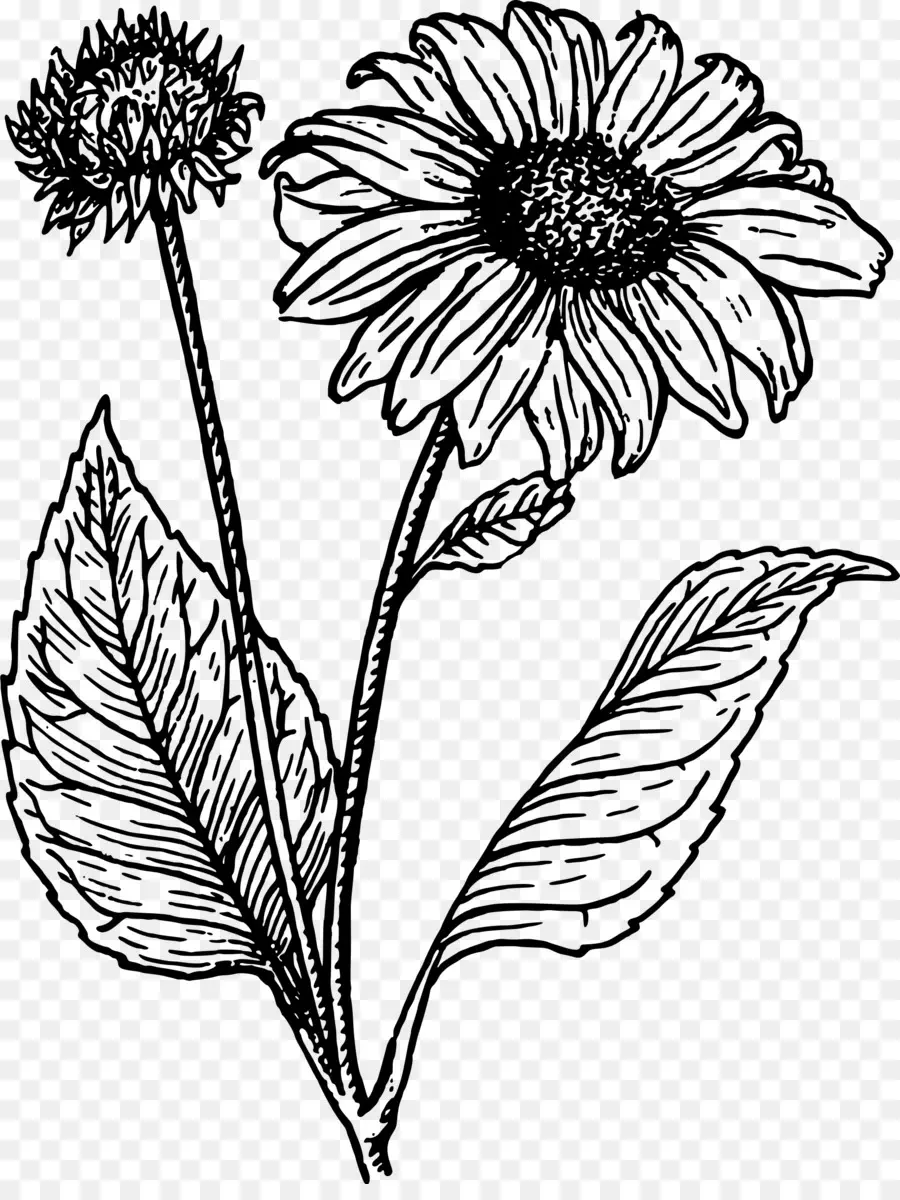 Dessin De Fleurs，Fleur PNG