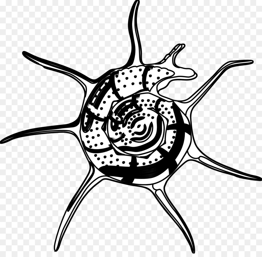 Escargot Noir Et Blanc，Escargot PNG