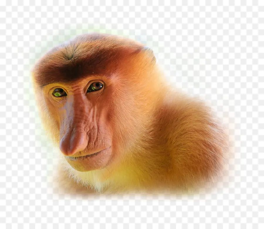 Visage De Singe，Primate PNG