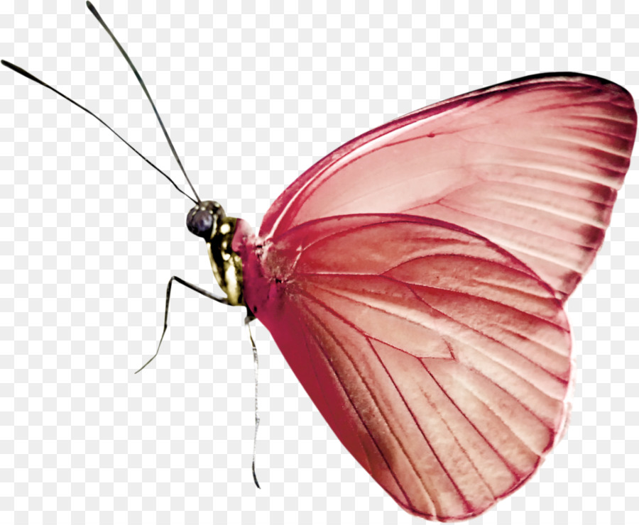 Papillon，Rouge PNG