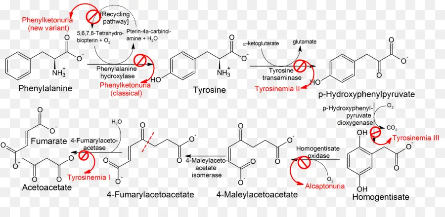 Voie Chimique，Phénylalanine PNG