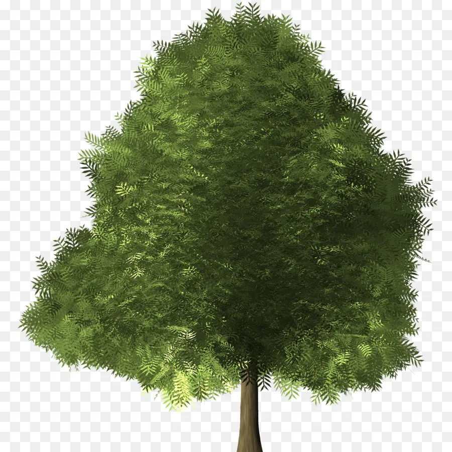 Arbre，Vert PNG