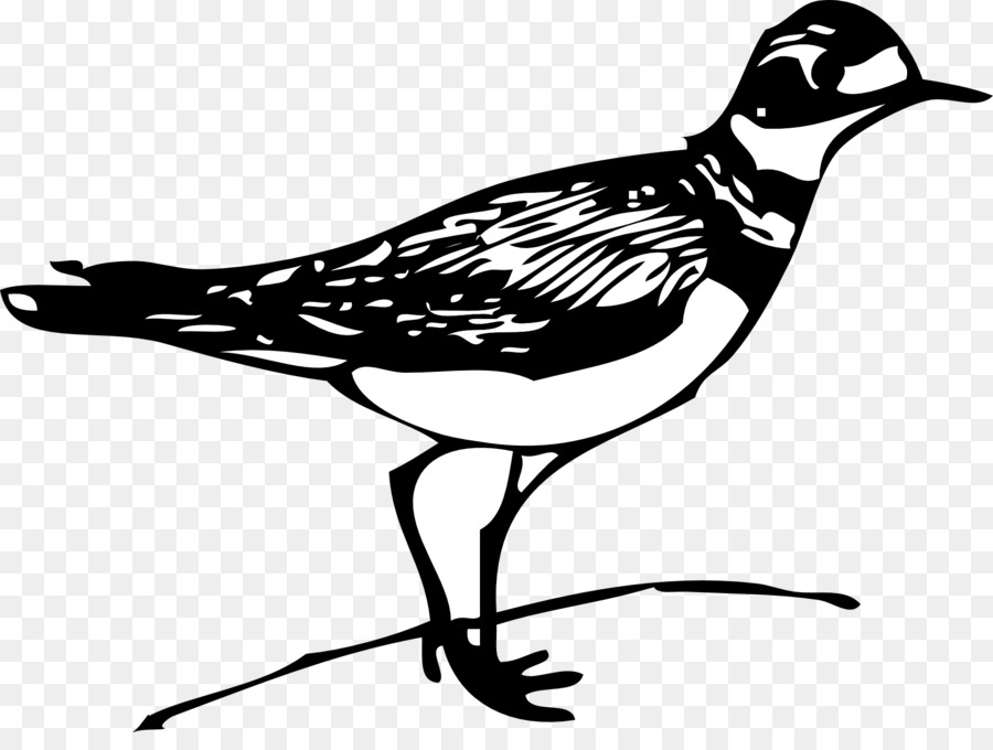 Illustration D'oiseau，Noir Et Blanc PNG