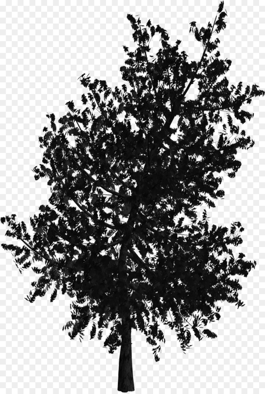 Arbre，Silhouette PNG