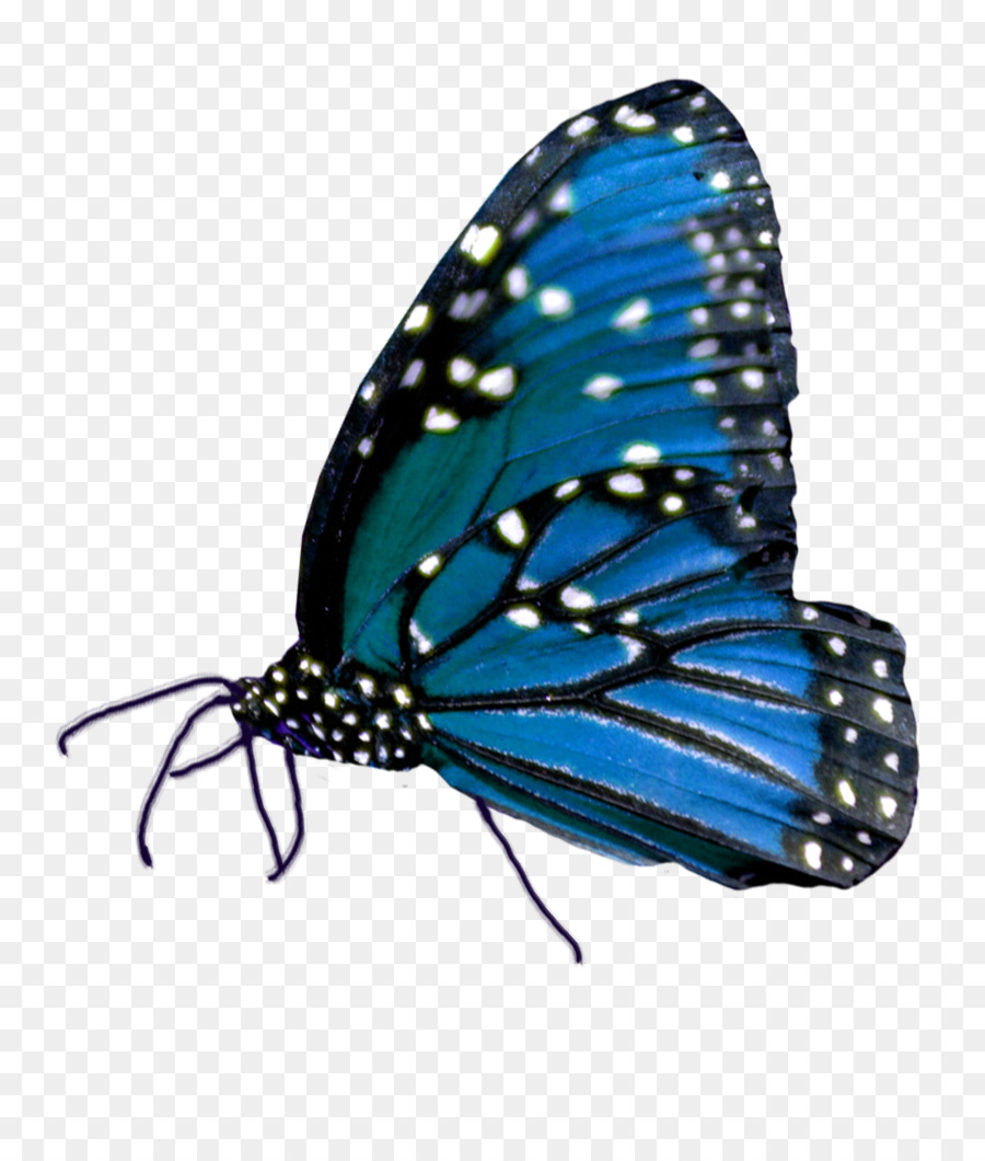 Papillon Monarque，Nature PNG