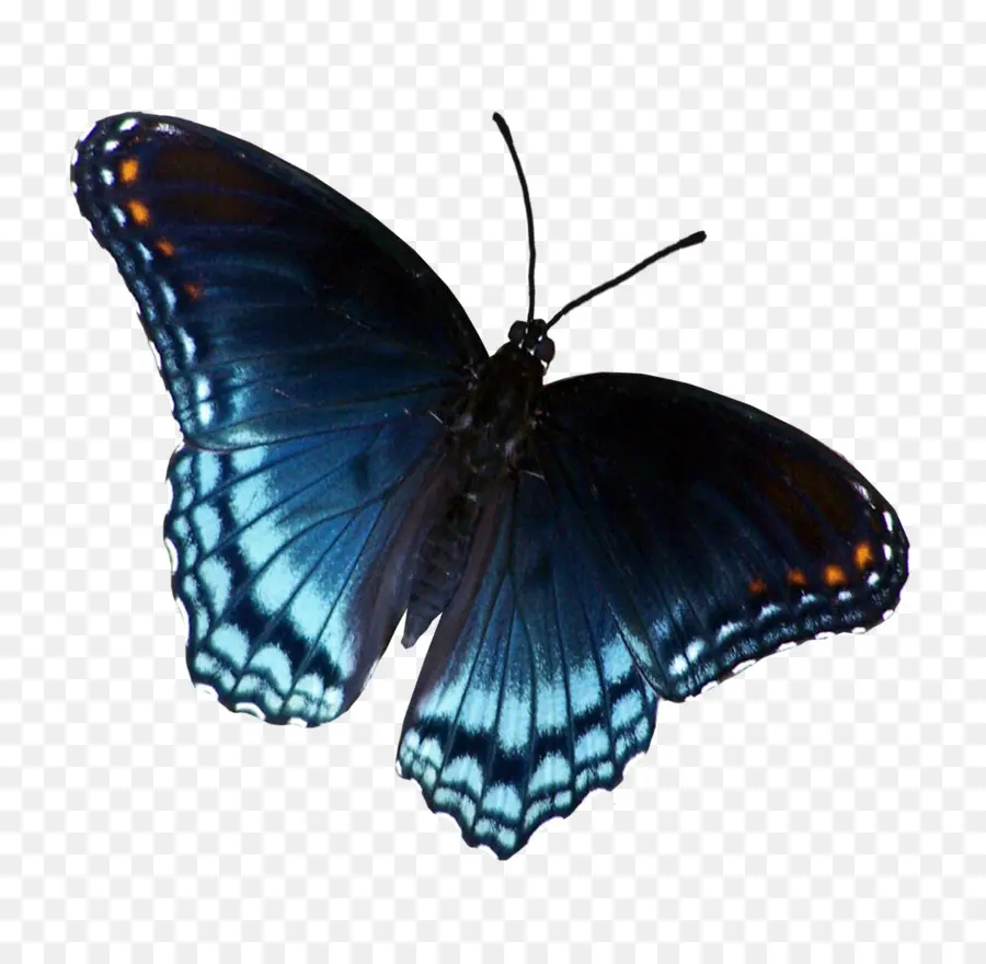 Papillon，Ailes PNG