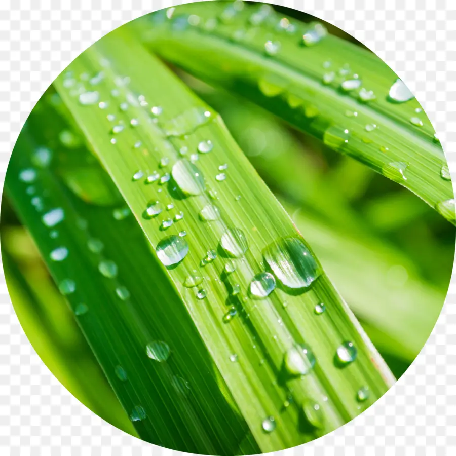 Rosée Sur L'herbe，Gouttelettes D'eau PNG