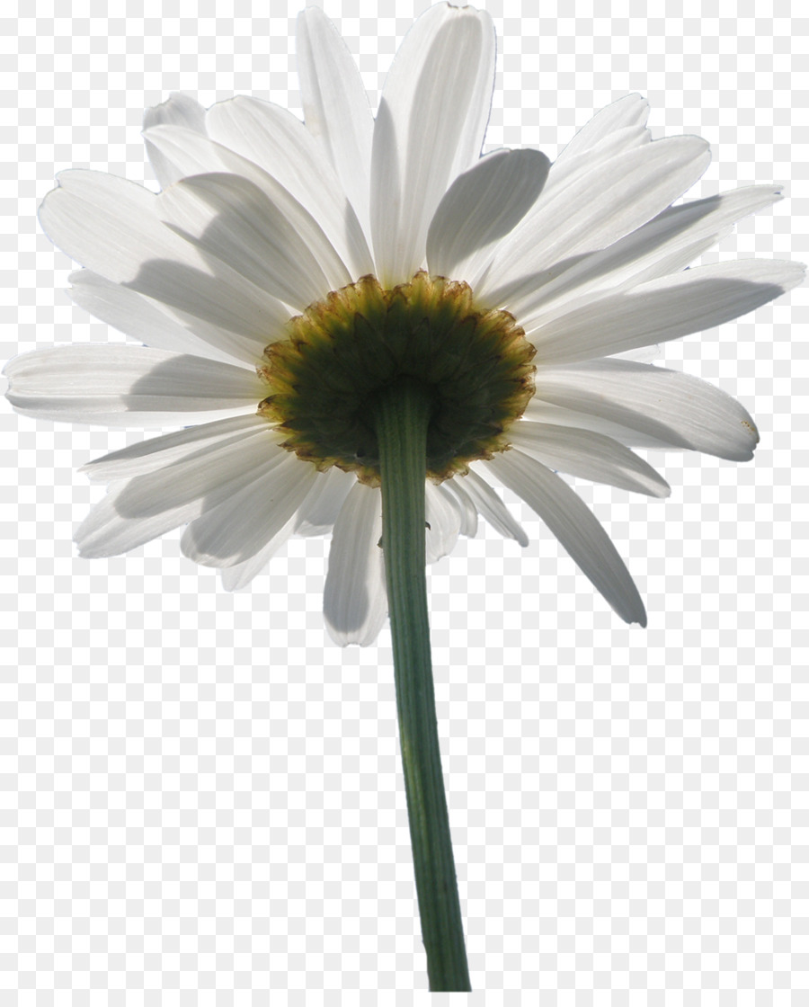 Fleurs Blanches，Fleurir PNG