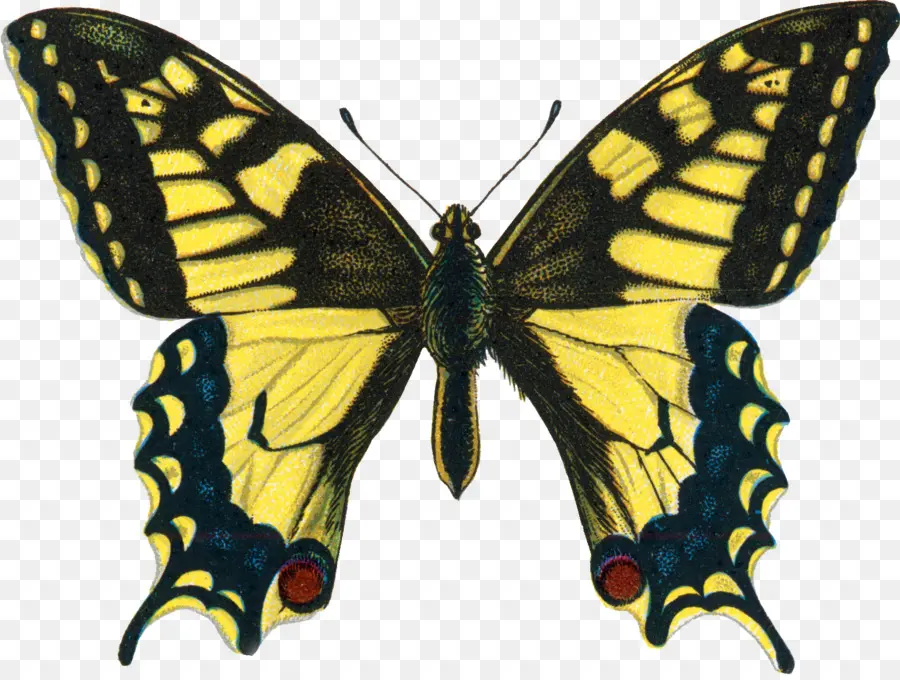 Papillon，Ailes PNG