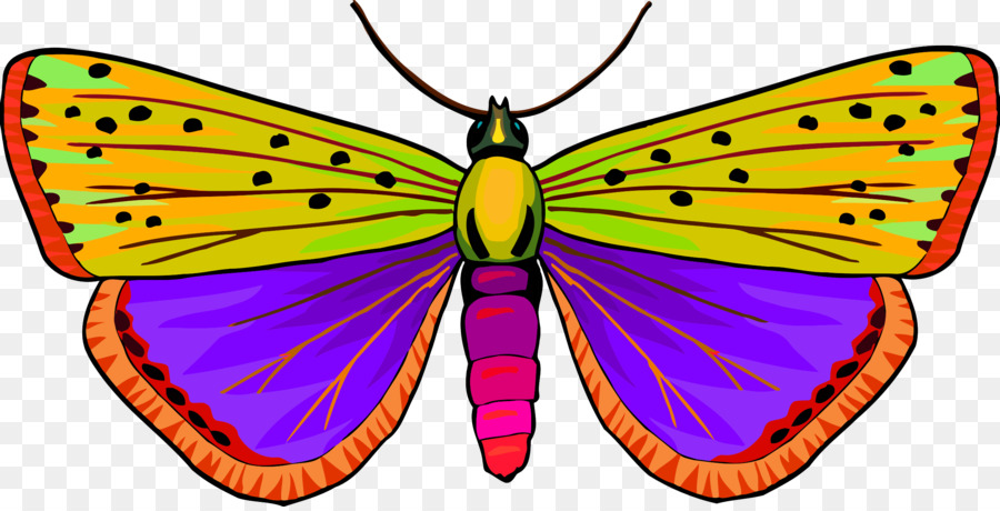 Papillon，Insecte PNG