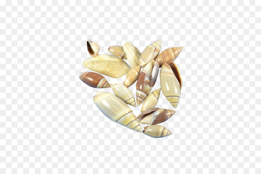 La Nourriture，Coquillage PNG