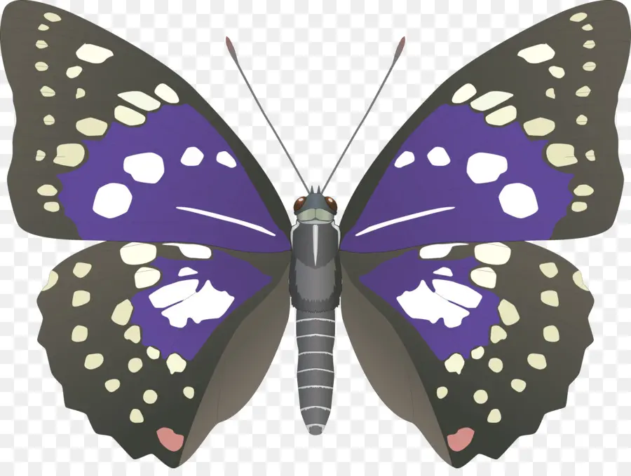 Papillon，Japon PNG