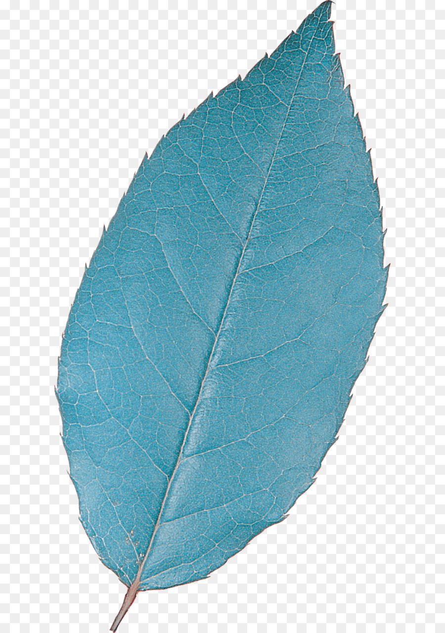 Feuille Bleue，Feuille PNG