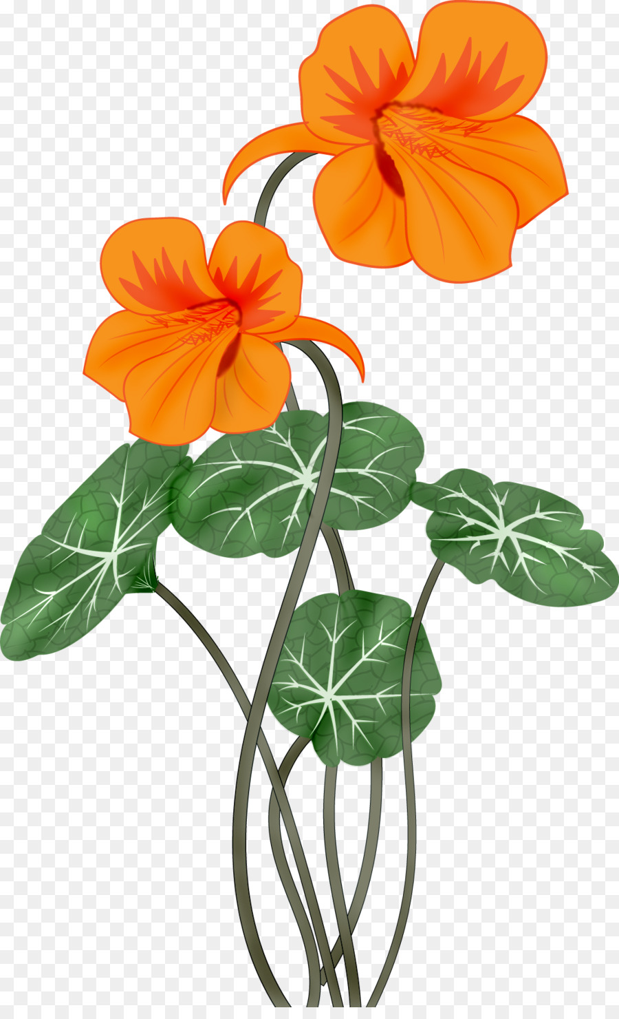 Fleur，Dessin PNG