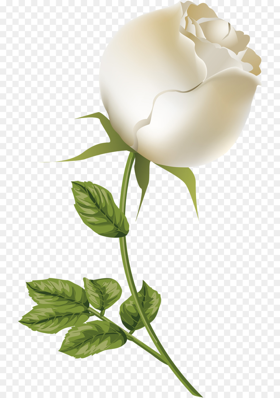 Rose Blanche，Tige PNG