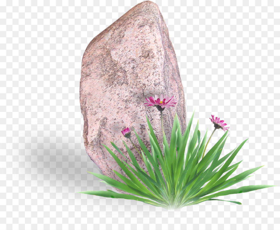 Fleur，Rock PNG