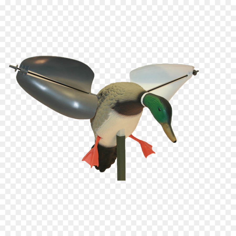 Mallard，Canard PNG