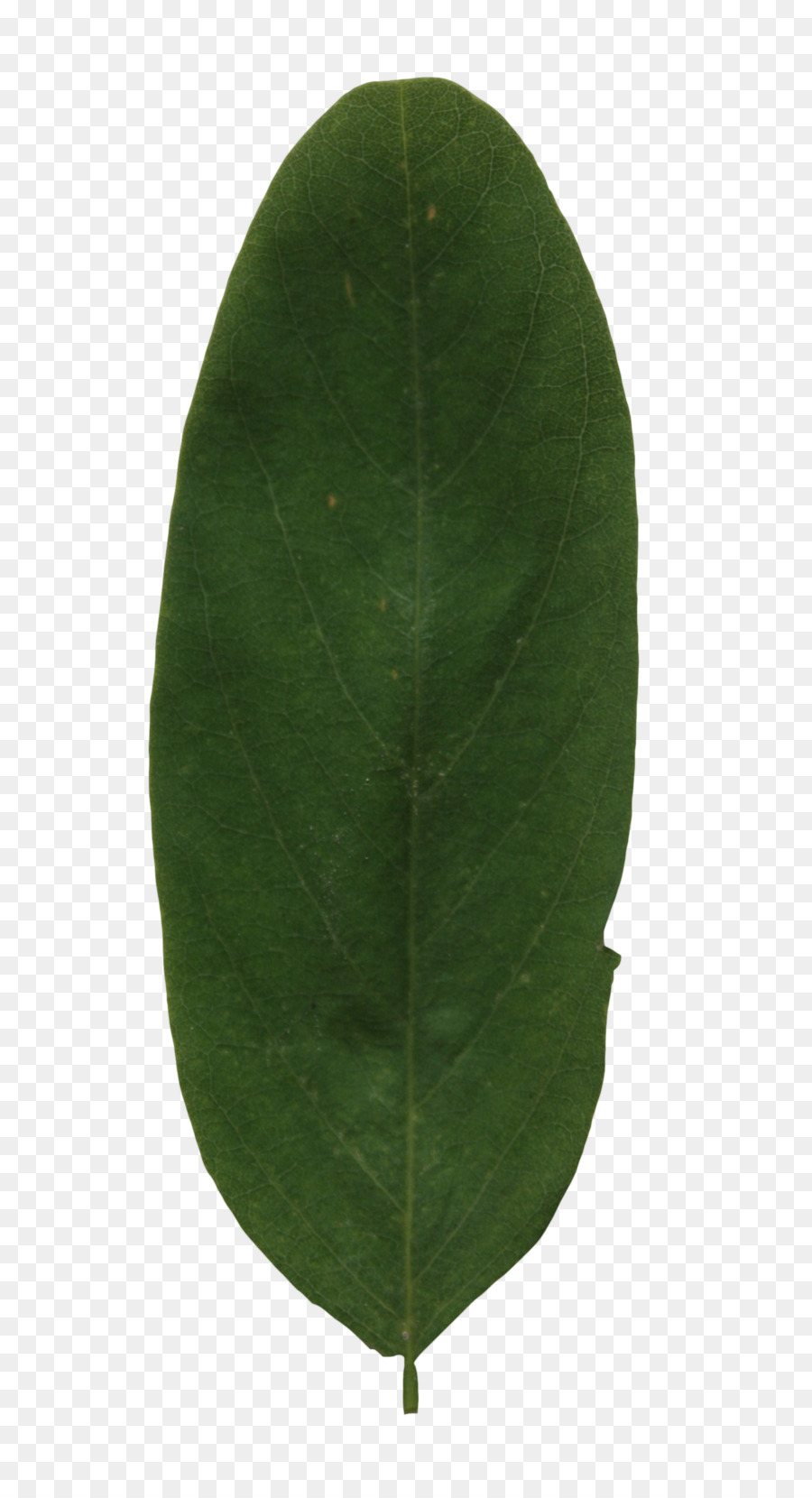 Plante，Vert PNG