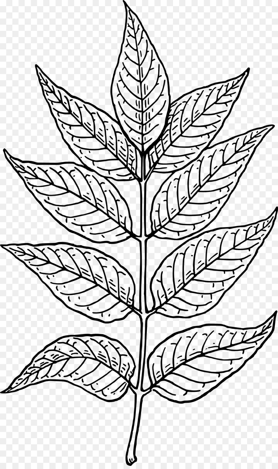 Dessin De Plante，Feuilles PNG