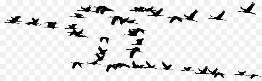 Oiseaux Volants，Silhouette PNG