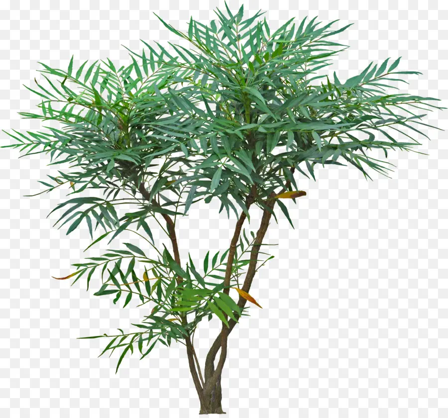 Plante Verte，Feuillage PNG