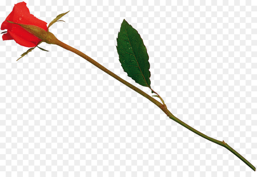 Rose Rouge，Fleur PNG