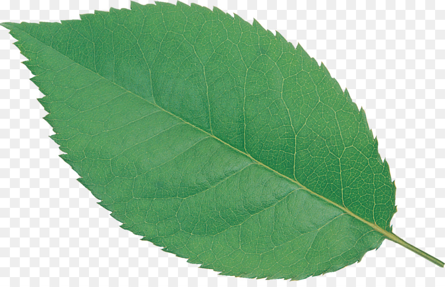 Feuille，Usine PNG