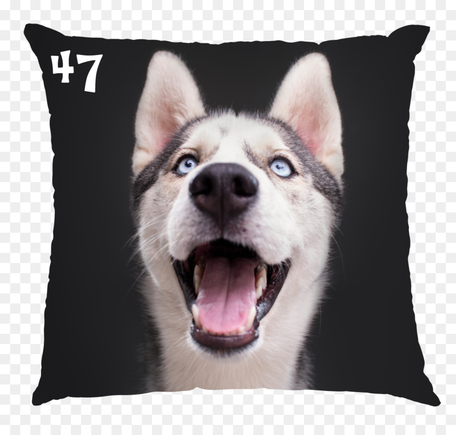 Husky Sibérien，Sakhaline Husky PNG