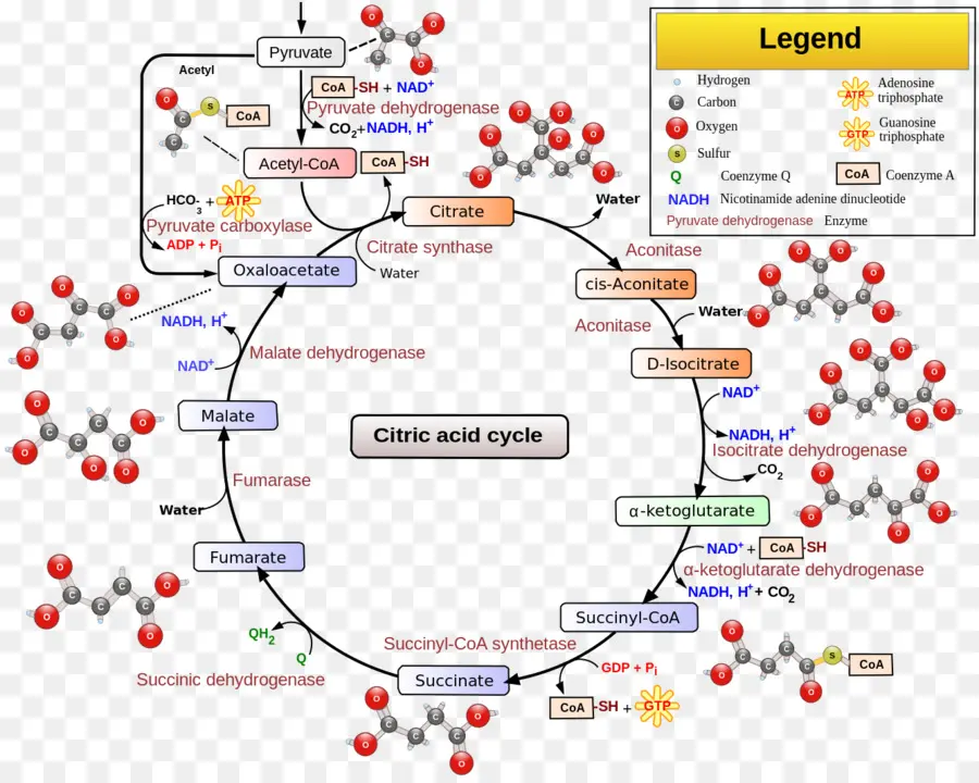 Cycle De L'acide Citrique，Biochimie PNG