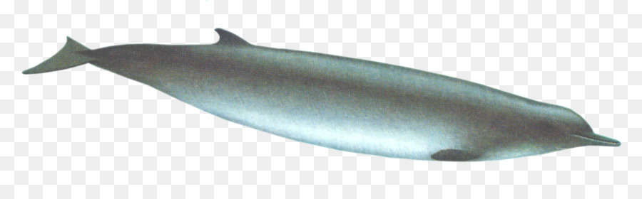 Baleine，Océan PNG