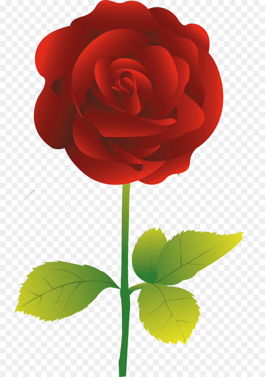 Rose，Rouge PNG