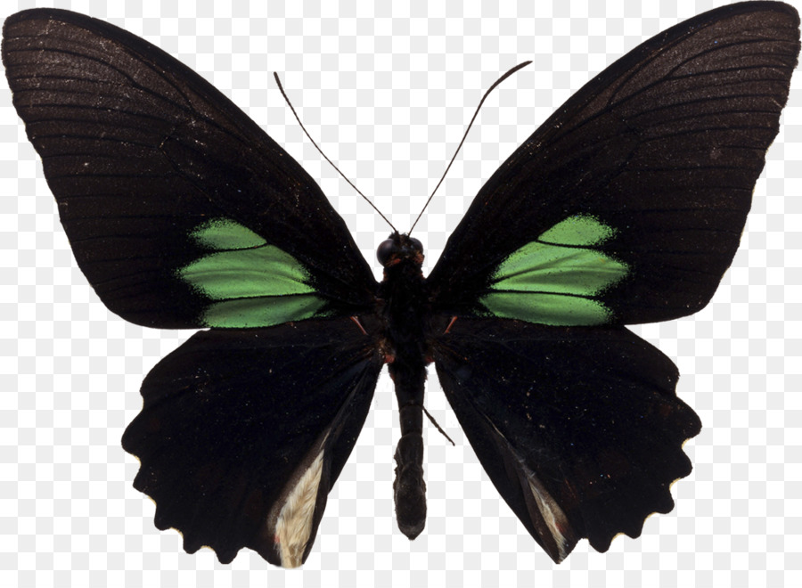 Papillon，Palies PNG