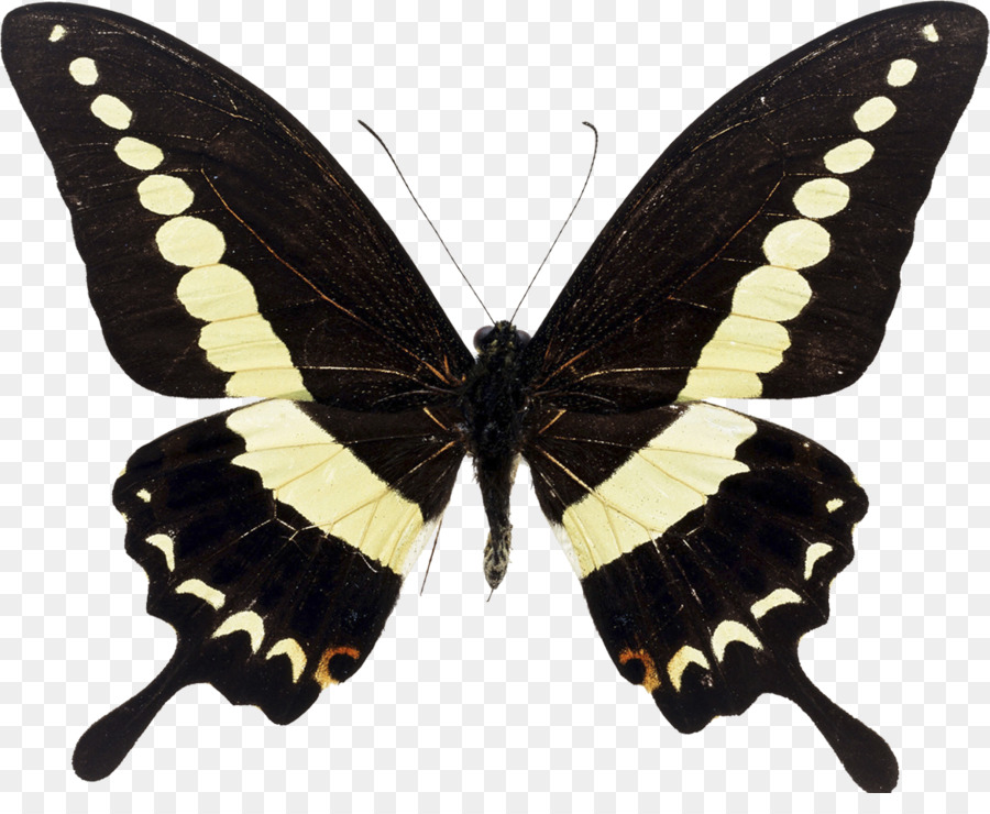 Papillon Noir，Ailes PNG