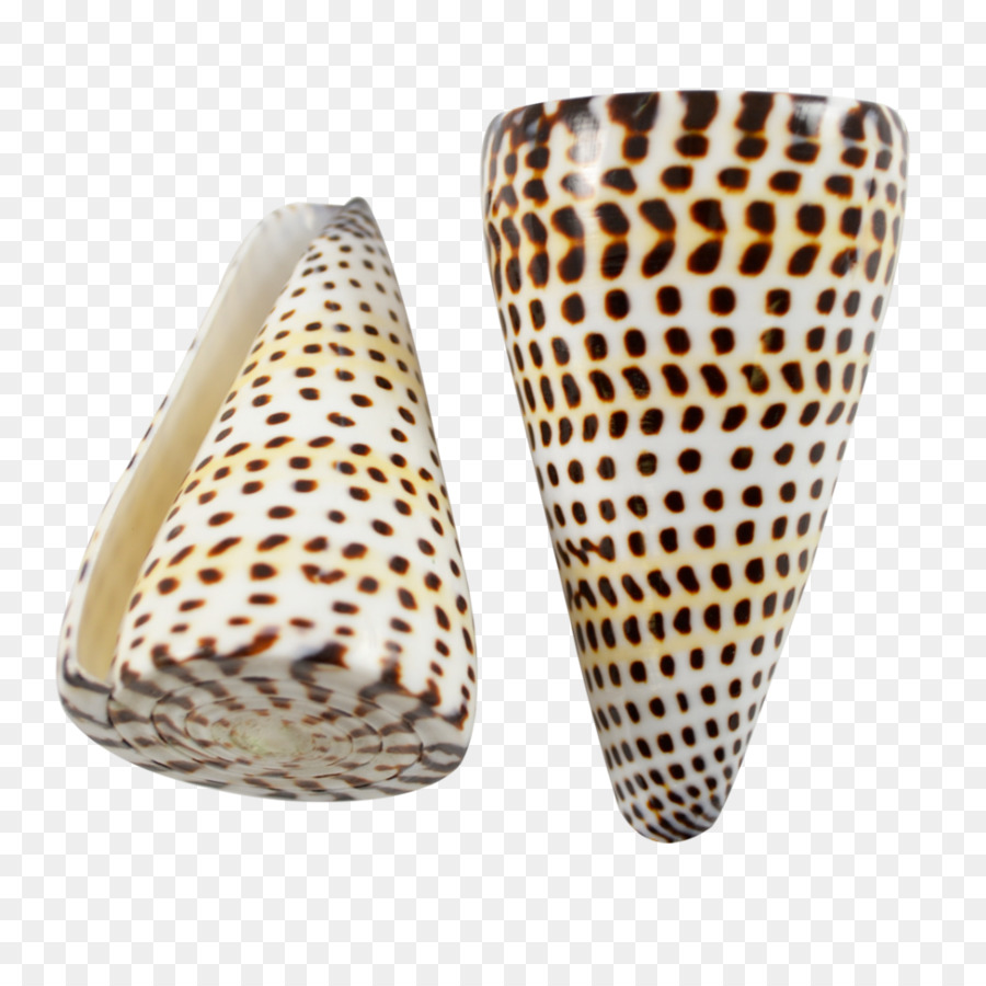 Gastéropodes，Coquille PNG