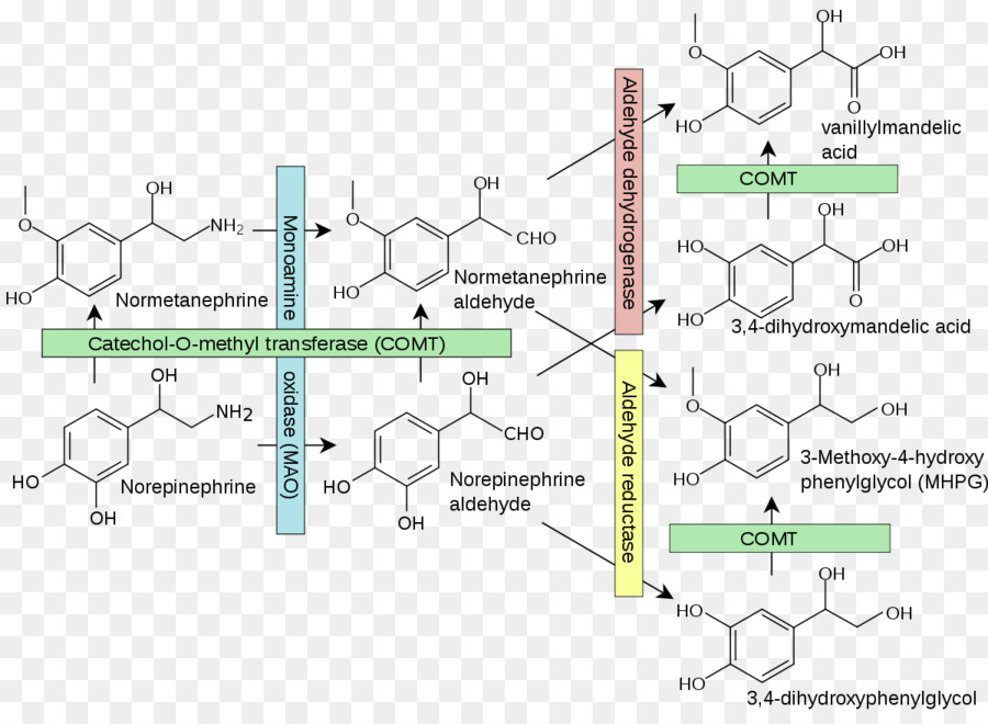 Catécholométhyltransférase，Catécholamine PNG